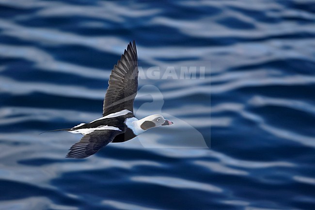 Long-tailed Duck male flying; IJseend male flying stock-image by Agami/Markus Varesvuo,
