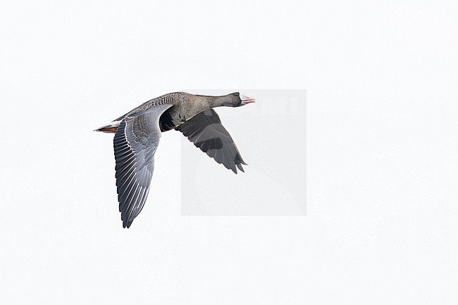 greater white-fronted goose (anser albifrons) in flight during autumn migration, found at Fehmarn at the Baltic Sea in Germany stock-image by Agami/Mathias Putze,