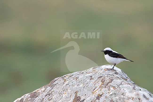 Finsch's Wheatear (Oenanthe finschii) adult male perched on a rock stock-image by Agami/Ralph Martin,