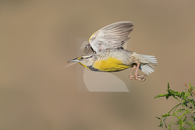 Adult Chihuahuan Meadowlark (Sturnella lilianae)
Cochise Co., Arizona, USA
May stock-image by Agami/Brian E Small,