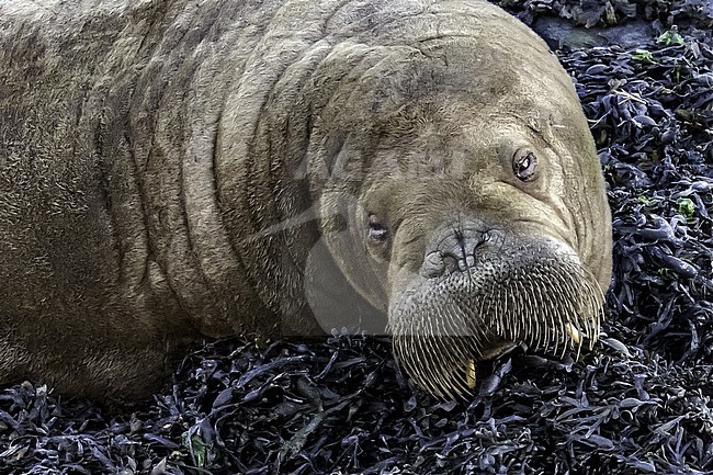 Young female WAtlantic Walrus (Odobenus rosmarus rosmarus) lingered in Harlingen, Friesland, the Natherlands. stock-image by Agami/Vincent Legrand,