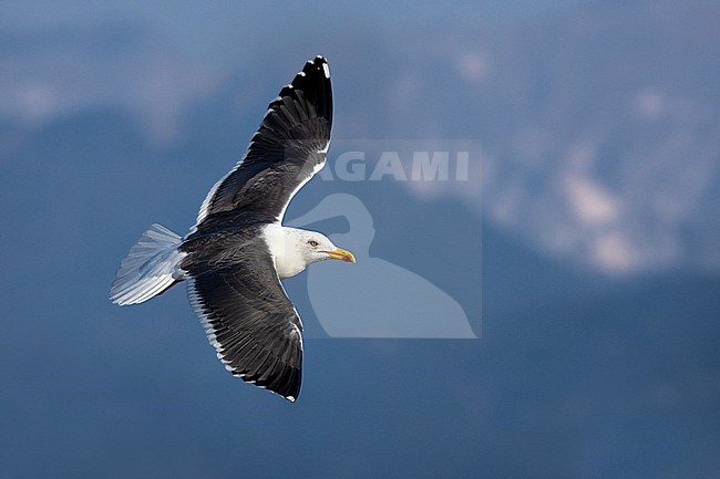 Adult Lesser Black-backed Gull, Larus fuscus intermedius, in Italy. stock-image by Agami/Daniele Occhiato,