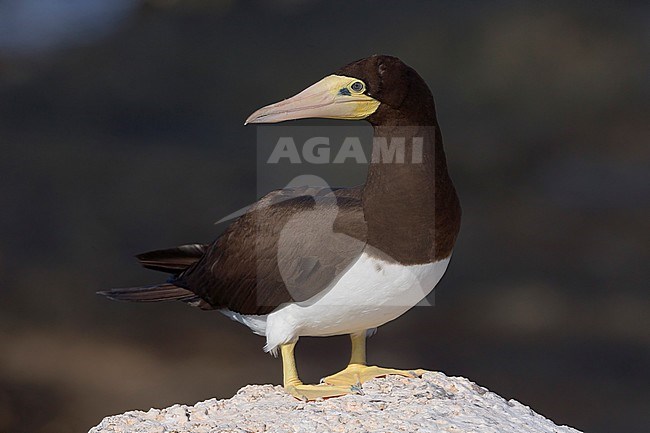 Brown Booby, adult, Razo, Cape Verde (Sula leucogaster) stock-image by Agami/Saverio Gatto,