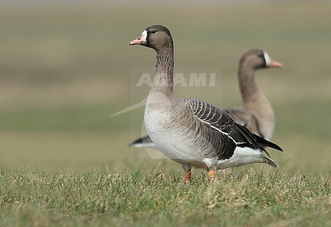 Greater White-fronted Goose (anser albifrons), first-winter standing in Dutch meadow, seen from the side. stock-image by Agami/Fred Visscher,