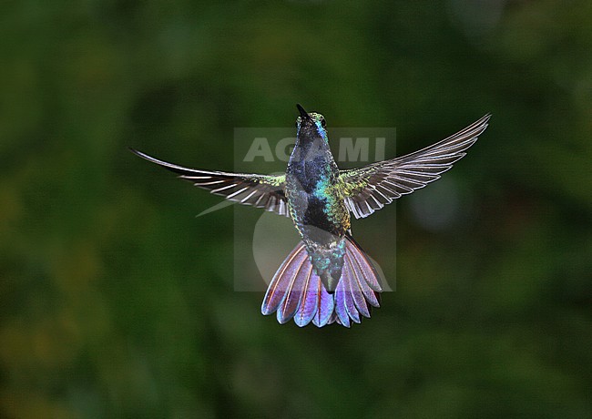 Black-throated Mango (Anthracothorax nigricollis) male in flight stock-image by Agami/Andy & Gill Swash ,