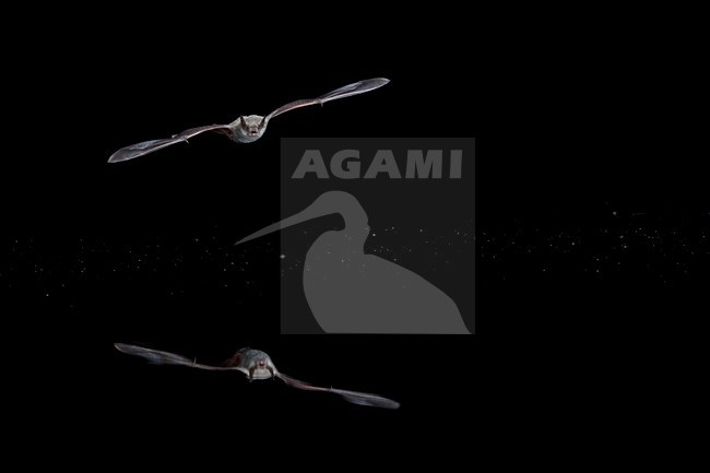 Meervleermuis, Pond bat, Myotis dasycneme stock-image by Agami/Theo Douma,