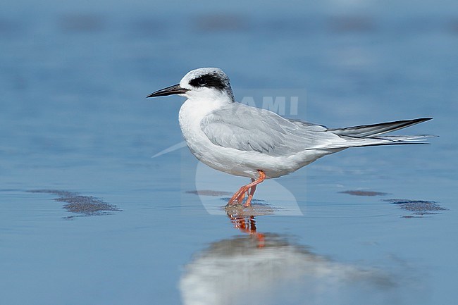 Adult Forster's Tern (Sterna forsteri) in non-breeding plumage standing on a beach in Cape May County, New Jersey, USA.
March 2017 stock-image by Agami/Brian E Small,