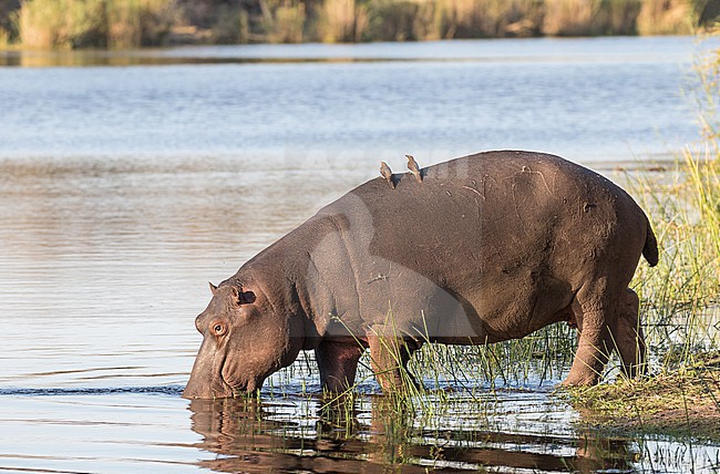 Hippopotamus (Hippopotamus amphibius) in South Africa. With Oxpeckers on its back. stock-image by Agami/Pete Morris,