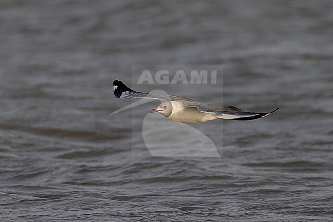 Grey-headed Gull (Chroicocephalus cirrocephalus) in adult summer plumage in flight. stock-image by Agami/David Monticelli,
