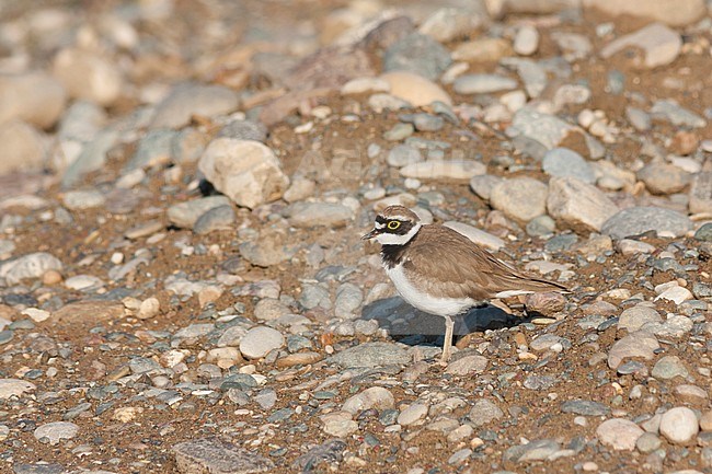 Little Ringed Plover - Flussregenpfeifer - Charadrius dubius ssp. curonicus, Turkey, adult male stock-image by Agami/Ralph Martin,