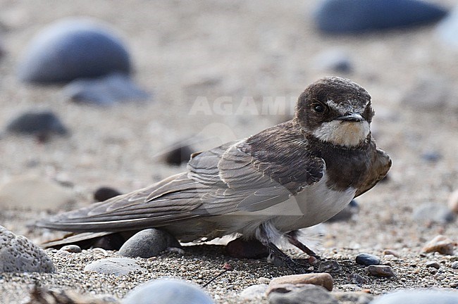 Barn Swallow, Hirundo rustica, wintering in Namibia. Very worn plumage. stock-image by Agami/Laurens Steijn,