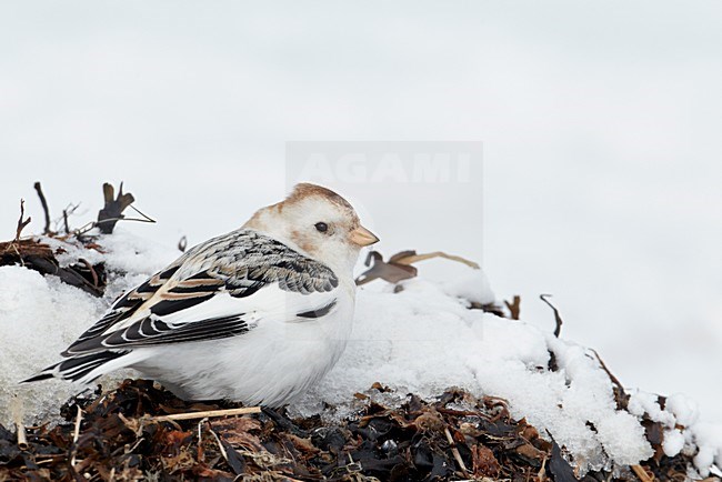 Sneeuwgors in winterkleed, Snow Bunting in winterplumage stock-image by Agami/Markus Varesvuo,