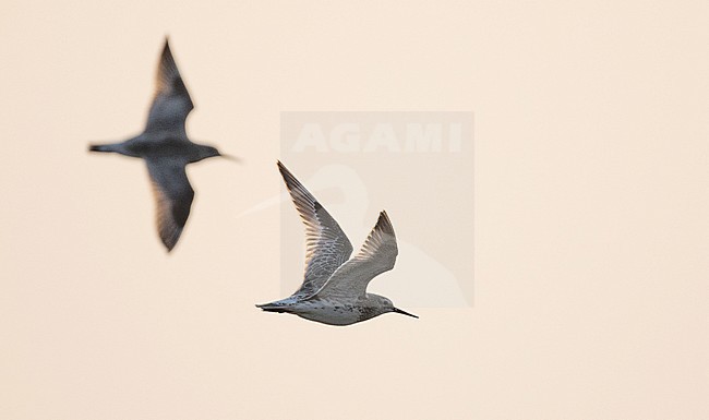 Great Knot (Calidris tenuirostris) in flight over Pak Thale salt pans in Phetchaburi, Thailand stock-image by Agami/Ian Davies,