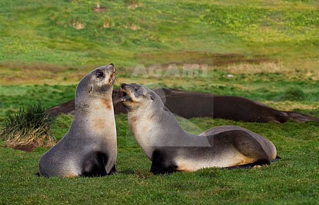 Antarctische Pelsrob, Antarctic Fur Seal, Arctocephalus gazella stock-image by Agami/Marc Guyt,