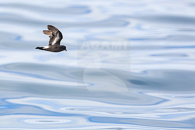  stock-image by Agami/Menno van Duijn,
