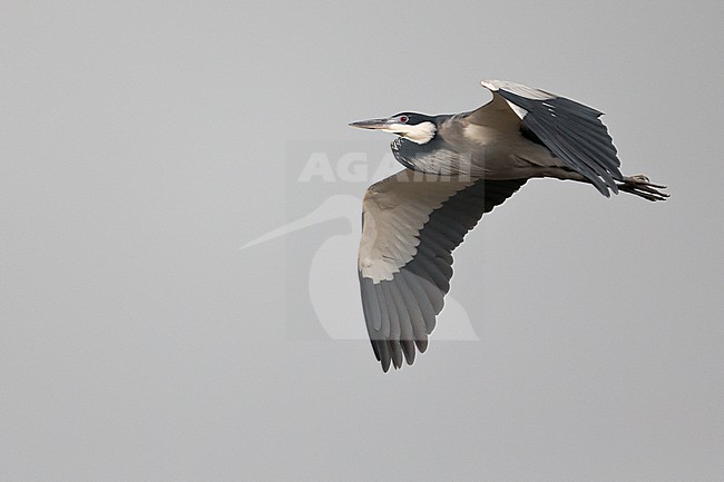 Adult black-headed heron (Ardea melanocephala) in breeding plumage, found in Kisoro in Uganda stock-image by Agami/Mathias Putze,