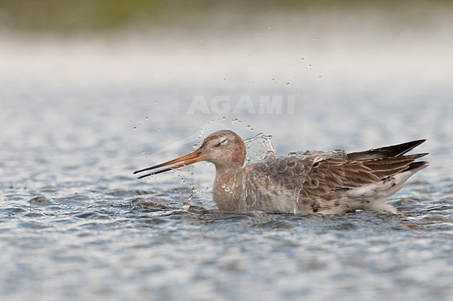 Badderende Grutto, Black-tailed Godwit taking a bath stock-image by Agami/Hans Germeraad,