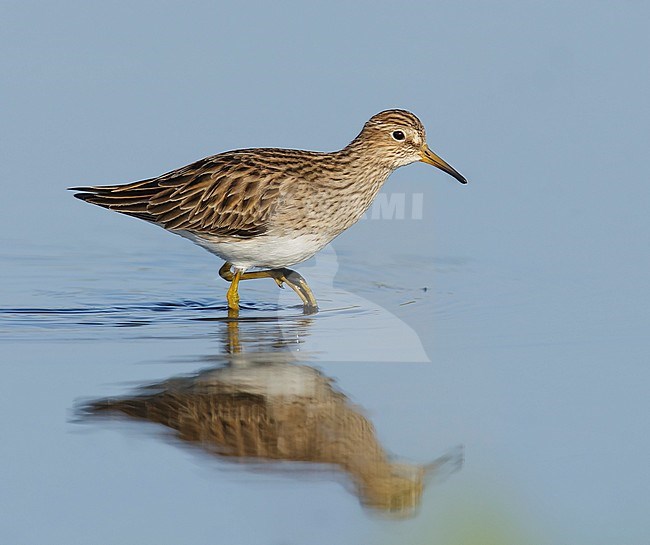 Adult breeding
Galveston Co., TX
April 2014 stock-image by Agami/Brian E Small,