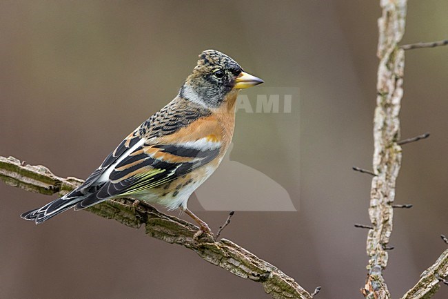 Keep; Brambling stock-image by Agami/Daniele Occhiato,