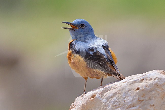 Rode Rotslijster mannetje zingend; Rufous-tailed Rock Thrush male singing stock-image by Agami/Daniele Occhiato,