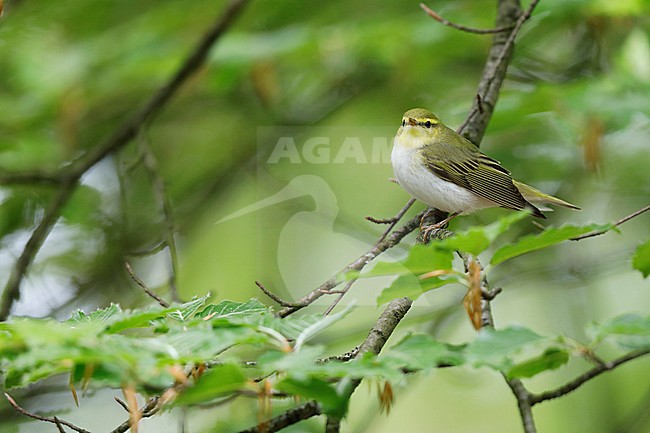 Wood warbler during spring in a Dutch forest. stock-image by Agami/Chris van Rijswijk,