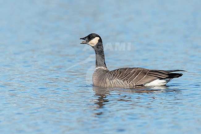 Adult calling Cackling Goose (Branta hutchinsii) during winter in Colusa Country California, USA. Swimming on the water. stock-image by Agami/Brian E Small,
