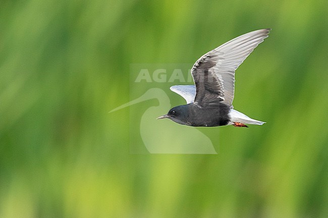 White-winged Tern (Chlidonias leucopterus, side view of an adult in flight, Campania, Italy stock-image by Agami/Saverio Gatto,