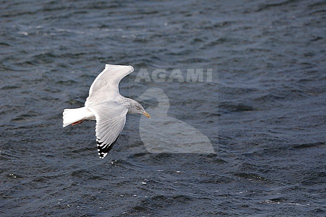 American Herring Gull, Amerikaanse Zilvermeeuw, Larus smithonianus stock-image by Agami/Chris van Rijswijk,