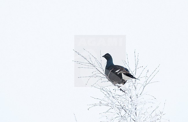 First-winter Black Grouse (Tetrao tetrix) perched in a frost covered tree in the taiga near Kuusamo in northern Finland. stock-image by Agami/Marc Guyt,