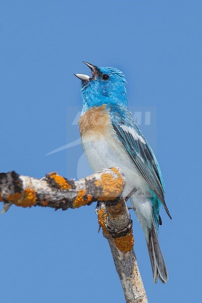 Adult male
Weber Co., UT
June 2013 stock-image by Agami/Brian E Small,