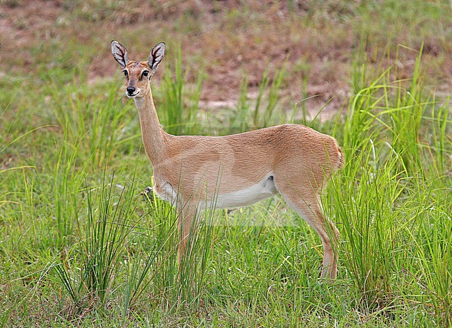 Oribi (Ourebia ourebi) stock-image by Agami/Pete Morris,