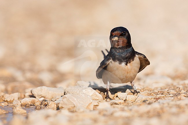 Barn Swallow, Boerenzwaluw,, Hirundo rustica ssp. rustica, Croatia, adult stock-image by Agami/Ralph Martin,