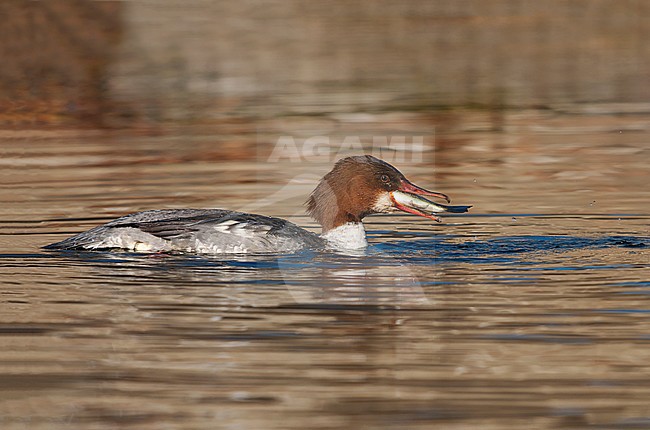 Female Goosander, Vrouwtje Grote Zaagbek stock-image by Agami/Alain Ghignone,