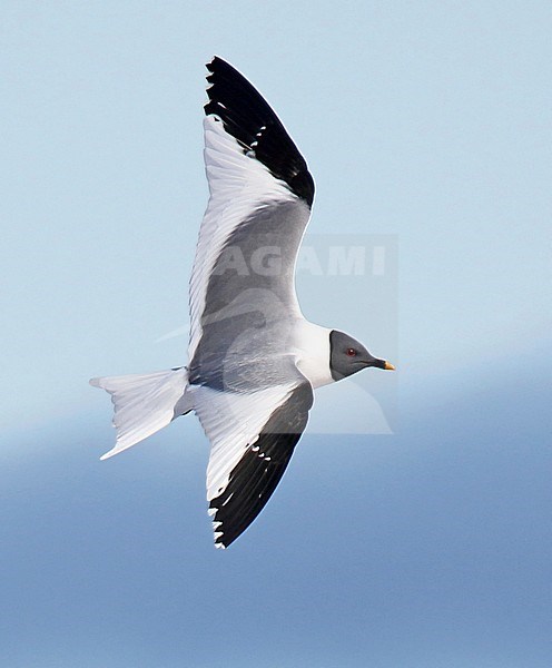 Adult Sabine's Gull (Xema sabini) during the breeding season in Alaska, United States. stock-image by Agami/Dani Lopez-Velasco,