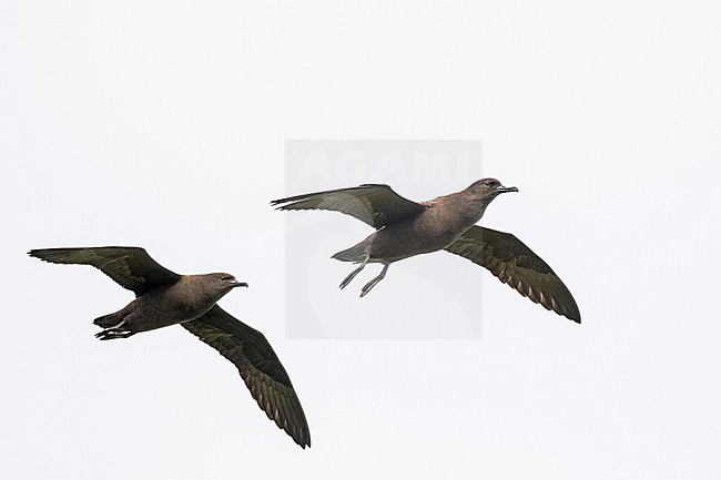 Christmas Shearwater (Puffinus nativitatis). Photographed during a Pitcairn Henderson and The Tuamotus expedition cruise. stock-image by Agami/Pete Morris,