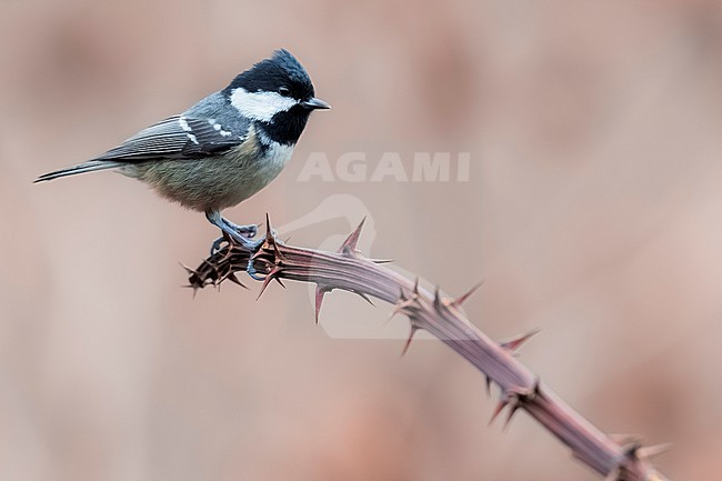 Coal Tit, Periparus ater, in Italy. stock-image by Agami/Daniele Occhiato,