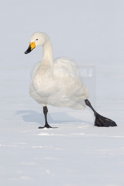 Whooper Swan (Cygnus cygnus) in winter surronding. stock-image by Agami/Marcel Burkhardt,