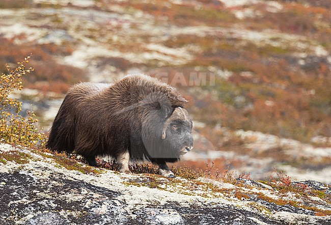 Muskox (Ovibos moschatus) in the Dovrefjell in Norway. An Arctic hoofed mammal of the family Bovidae introduced in parts of Scandinavia. stock-image by Agami/Alain Ghignone,