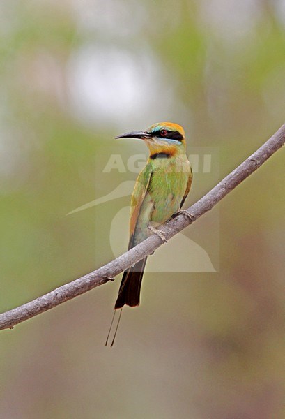 Regenboogbijeneter zittend op een tak, Rainbow Bee-eater perched on a branch stock-image by Agami/Pete Morris,