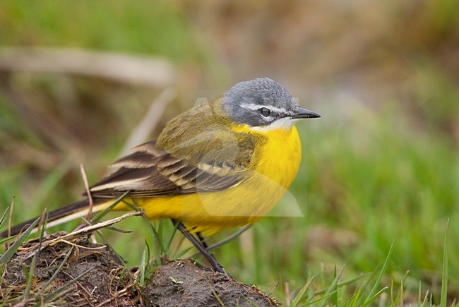 Gele Kwikstaart zittend; Blue-headed Wagtail perched stock-image by Agami/Menno van Duijn,