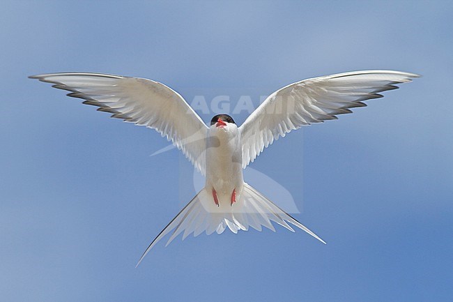 Arctic Tern (Strena paradisaea) flying in Churchill, Manitoba, Canada. stock-image by Agami/Glenn Bartley,