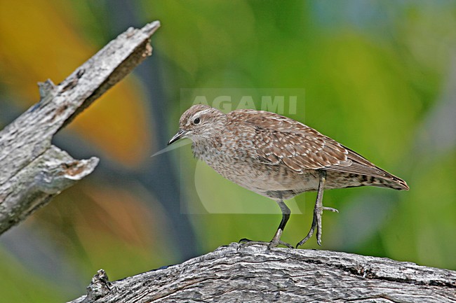 Kiritimatistrandloper, Tuamotu Sandpiper, Prosobonia parvirostris stock-image by Agami/Pete Morris,