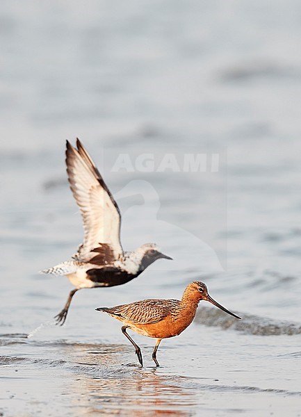 Eastern Bar-tailed Godwit (Limosa lapponica baueri or menzbieri) on Happy Island, China, during spring migration. Together with Grey Plover (Pluvialis squatarola). stock-image by Agami/Markus Varesvuo,