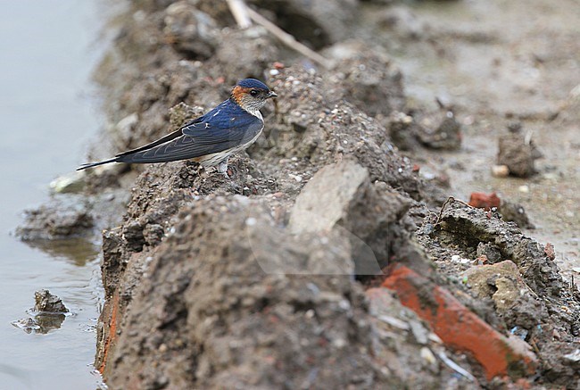 Amur Red-rumped Swallow (Cecropis daurica daurica) adult perched on the ground collecting mud. stock-image by Agami/James Eaton,