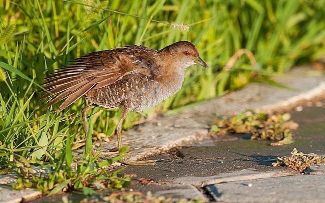 Eastern Baillon's Crake (Porzana pusilla), adult in autumn stock-image by Agami/Arend Wassink,