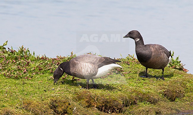 Foeragerende Rotgans, Dark-bellied Brent Goose foraging stock-image by Agami/Roy de Haas,
