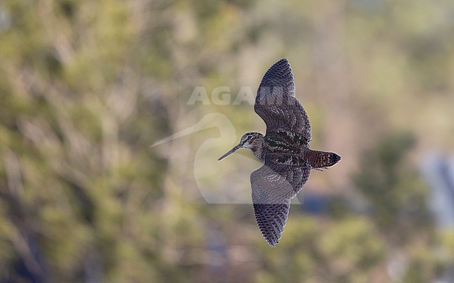 Eurasian Woodcock (Scolopax rusticola) in flight showing upperwing against a green background at Blåvand, Denmark stock-image by Agami/Helge Sorensen,