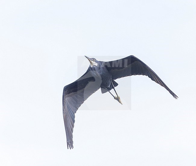 Dark morph Western Reef Heron (Egretta gularis)  in summer in the Ebro delta in Spain. stock-image by Agami/Marc Guyt,