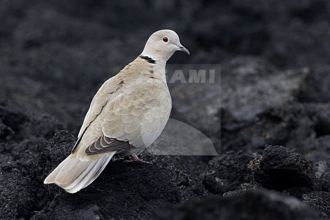Eurasian Collared Dove on the ground, Turkse Tortel op de grond stock-image by Agami/Daniele Occhiato,