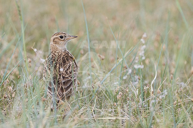 Adult Japanese Skylark (Alauda japonica kiborti) during spring season in Russia (Baikal). stock-image by Agami/Ralph Martin,